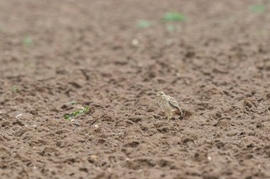 Avrupa taş kıvrımlı Burhinus Oedicnemus bir zeminde koşuyor