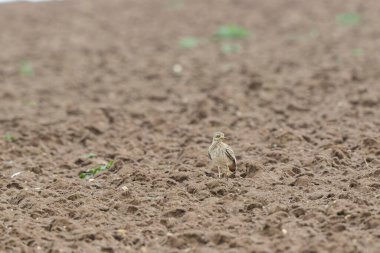 Avrupa taş kıvrımlı Burhinus Oedicnemus bir zeminde koşuyor