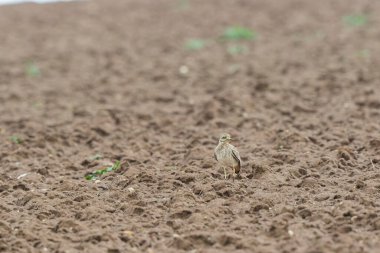 Avrupa taş kıvrımlı Burhinus Oedicnemus bir zeminde koşuyor