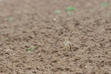 Avrupa taş kıvrımlı Burhinus Oedicnemus bir zeminde koşuyor