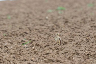 Avrupa taş kıvrımlı Burhinus Oedicnemus bir zeminde koşuyor