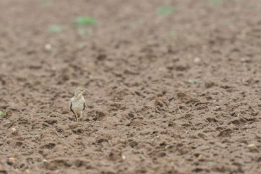 Avrupa taş kıvrımlı Burhinus Oedicnemus bir zeminde koşuyor