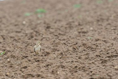 Avrupa taş kıvrımlı Burhinus Oedicnemus bir zeminde koşuyor