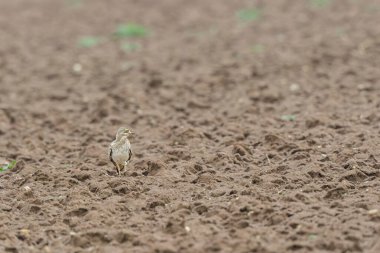 Avrupa taş kıvrımlı Burhinus Oedicnemus bir zeminde koşuyor