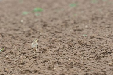 Avrupa taş kıvrımlı Burhinus Oedicnemus bir zeminde koşuyor