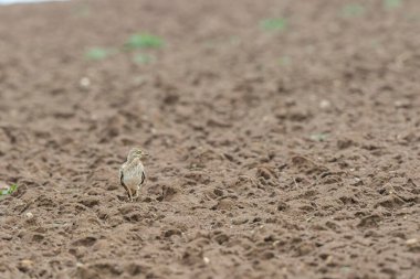 Avrupa taş kıvrımlı Burhinus Oedicnemus bir zeminde koşuyor