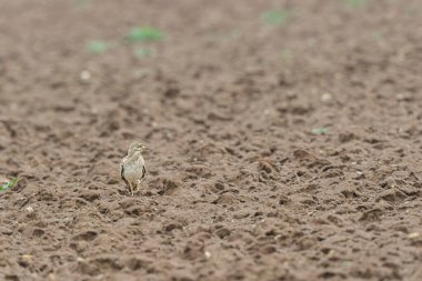 Avrupa taş kıvrımlı Burhinus Oedicnemus bir zeminde koşuyor