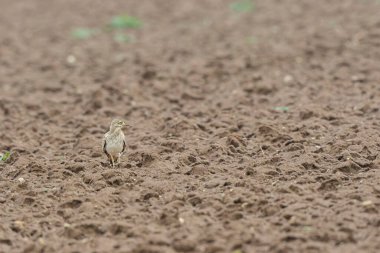 Avrupa taş kıvrımlı Burhinus Oedicnemus bir zeminde koşuyor