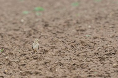 Avrupa taş kıvrımlı Burhinus Oedicnemus bir zeminde koşuyor