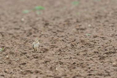 Avrupa taş kıvrımlı Burhinus Oedicnemus bir zeminde koşuyor