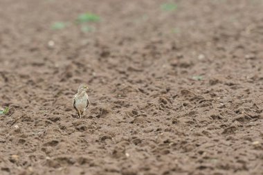 Avrupa taş kıvrımlı Burhinus Oedicnemus bir zeminde koşuyor