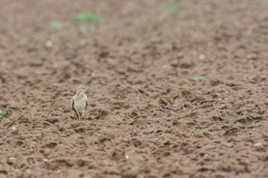 Avrupa taş kıvrımlı Burhinus Oedicnemus bir zeminde koşuyor