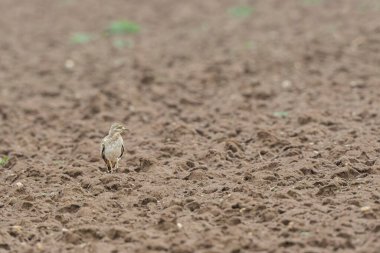 Avrupa taş kıvrımlı Burhinus Oedicnemus bir zeminde koşuyor