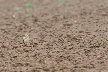 Avrupa taş kıvrımlı Burhinus Oedicnemus bir zeminde koşuyor