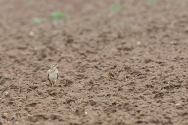 Avrupa taş kıvrımlı Burhinus Oedicnemus bir zeminde koşuyor