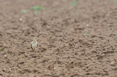 Avrupa taş kıvrımlı Burhinus Oedicnemus bir zeminde koşuyor