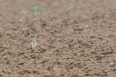 Avrupa taş kıvrımlı Burhinus Oedicnemus bir zeminde koşuyor