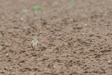 Avrupa taş kıvrımlı Burhinus Oedicnemus bir zeminde koşuyor