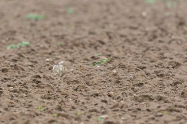 Avrupa taş kıvrımlı Burhinus Oedicnemus bir zeminde koşuyor