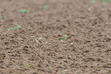 Avrupa taş kıvrımlı Burhinus Oedicnemus bir zeminde koşuyor