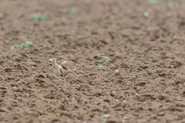Avrupa taş kıvrımlı Burhinus Oedicnemus bir zeminde koşuyor
