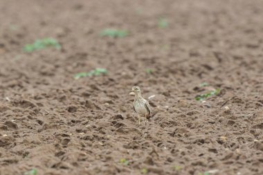 Avrupa taş kıvrımlı Burhinus Oedicnemus bir zeminde koşuyor