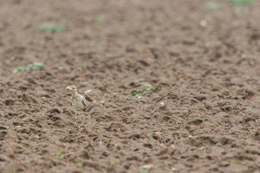 Avrupa taş kıvrımlı Burhinus Oedicnemus bir zeminde koşuyor