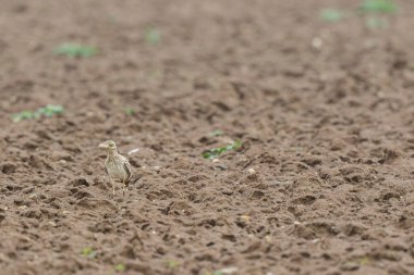Avrupa taş kıvrımlı Burhinus Oedicnemus bir zeminde koşuyor