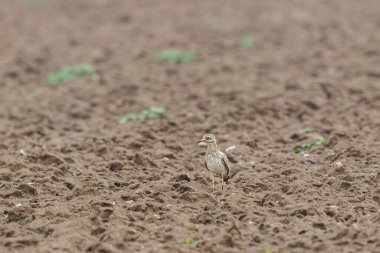 Avrupa taş kıvrımlı Burhinus Oedicnemus bir zeminde koşuyor