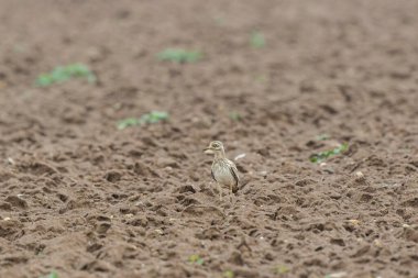 Avrupa taş kıvrımlı Burhinus Oedicnemus bir zeminde koşuyor