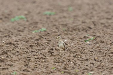 Avrupa taş kıvrımlı Burhinus Oedicnemus bir zeminde koşuyor
