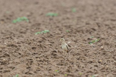 Avrupa taş kıvrımlı Burhinus Oedicnemus bir zeminde koşuyor