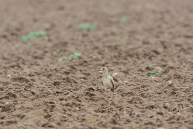 Avrupa taş kıvrımlı Burhinus Oedicnemus bir zeminde koşuyor