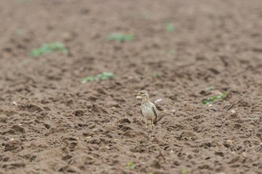 Avrupa taş kıvrımlı Burhinus Oedicnemus bir zeminde koşuyor