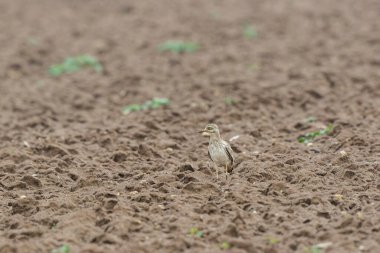 Avrupa taş kıvrımlı Burhinus Oedicnemus bir zeminde koşuyor