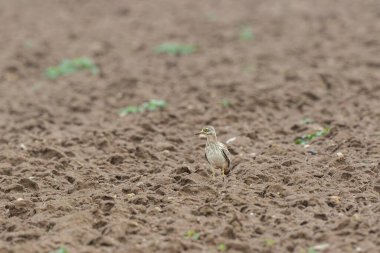 Avrupa taş kıvrımlı Burhinus Oedicnemus bir zeminde koşuyor