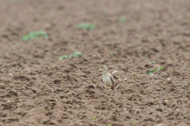 Avrupa taş kıvrımlı Burhinus Oedicnemus bir zeminde koşuyor