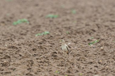 Avrupa taş kıvrımlı Burhinus Oedicnemus bir zeminde koşuyor