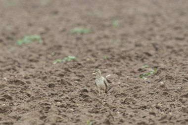Avrupa taş kıvrımlı Burhinus Oedicnemus bir zeminde koşuyor