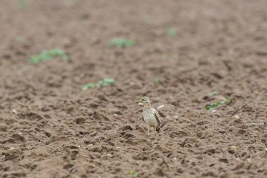 Avrupa taş kıvrımlı Burhinus Oedicnemus bir zeminde koşuyor