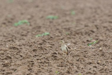 Avrupa taş kıvrımlı Burhinus Oedicnemus bir zeminde koşuyor