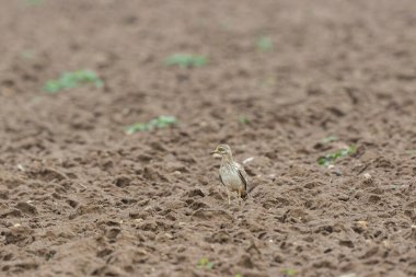 Avrupa taş kıvrımlı Burhinus oedicnemus toprakta koşuyor