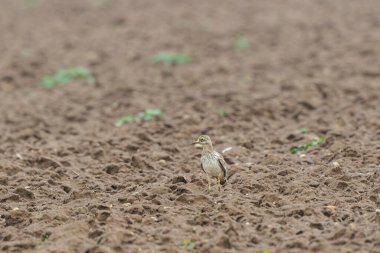 Avrupa taş kıvrımlı Burhinus oedicnemus toprakta koşuyor