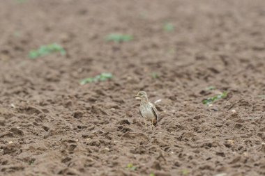 Avrupa taş kıvrımlı Burhinus oedicnemus toprakta koşuyor