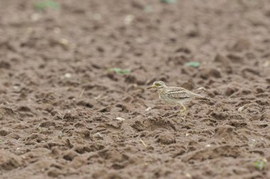 Avrupa taş kıvrımlı Burhinus oedicnemus toprakta koşuyor