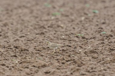 Avrupa taş kıvrımlı Burhinus oedicnemus toprakta koşuyor