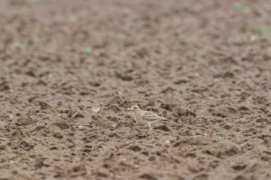 Avrupa taş kıvrımlı Burhinus oedicnemus toprakta koşuyor