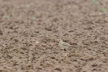 Avrupa taş kıvrımlı Burhinus oedicnemus toprakta koşuyor