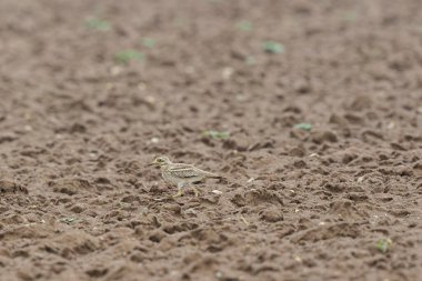 Avrupa taş kıvrımlı Burhinus oedicnemus toprakta koşuyor