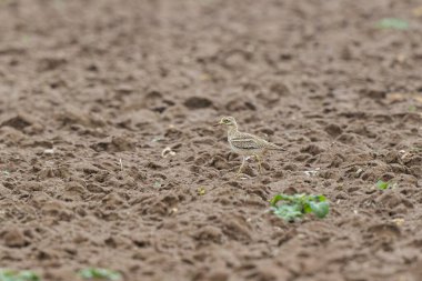 Avrupa taş kıvrımlı Burhinus oedicnemus toprakta koşuyor